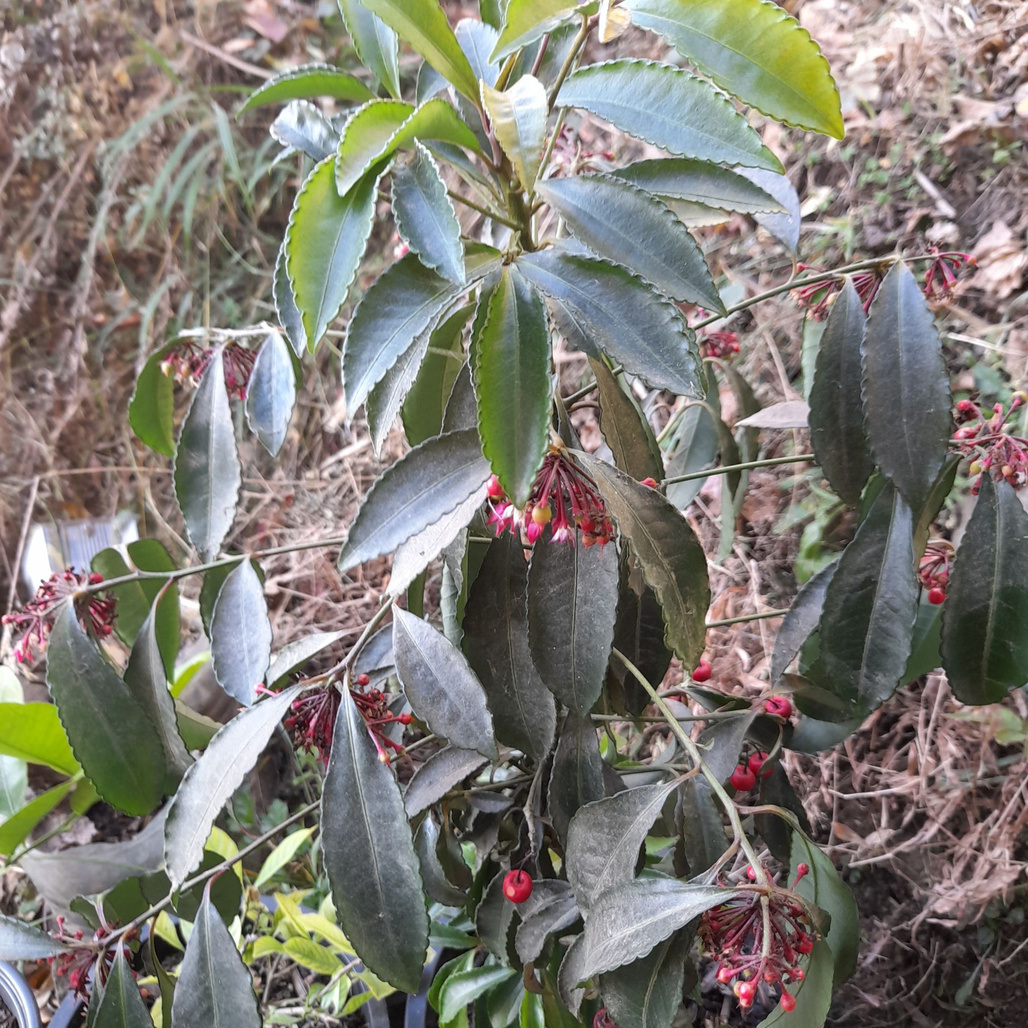 Christmas Berry plant with elongated leaves and red berries. Some leaf browning visible.