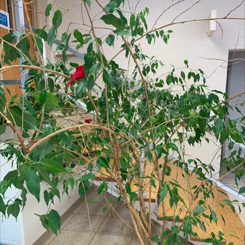 Weeping Fig plant photo by @ClosingThyme named Weeping Myrtle on Greg, the plant care app.