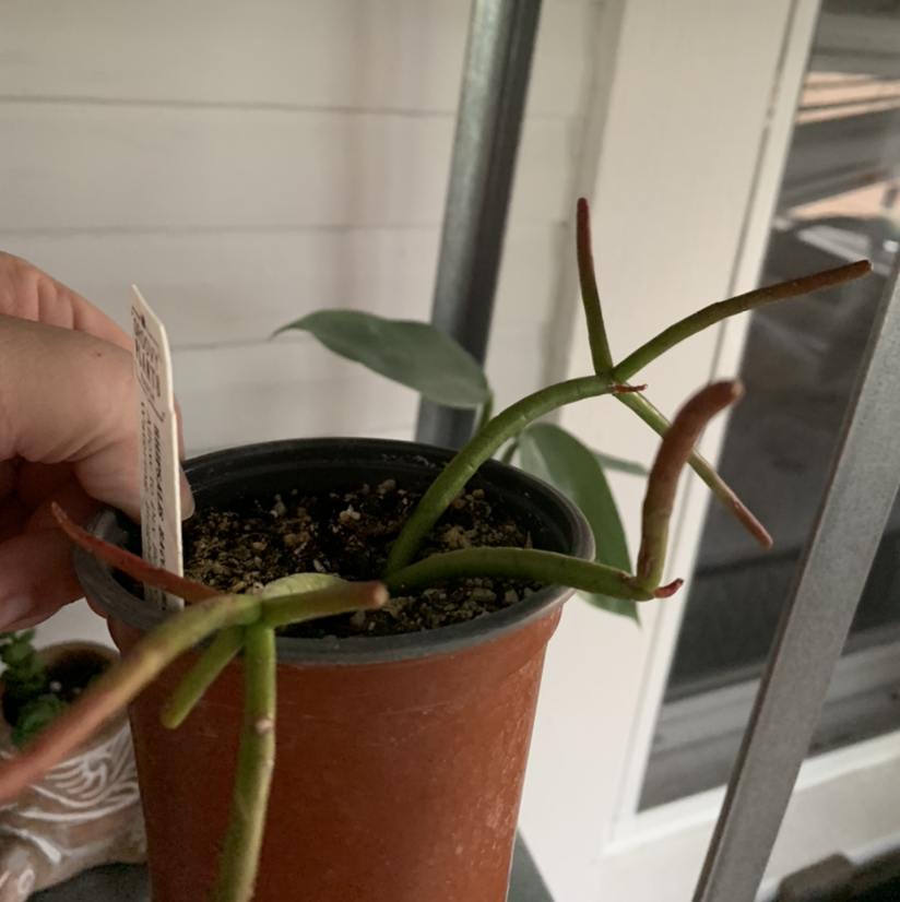 Mistletoe Cactus in a pot with some browning at the tips. Soil is visible and a hand is holding a tag.