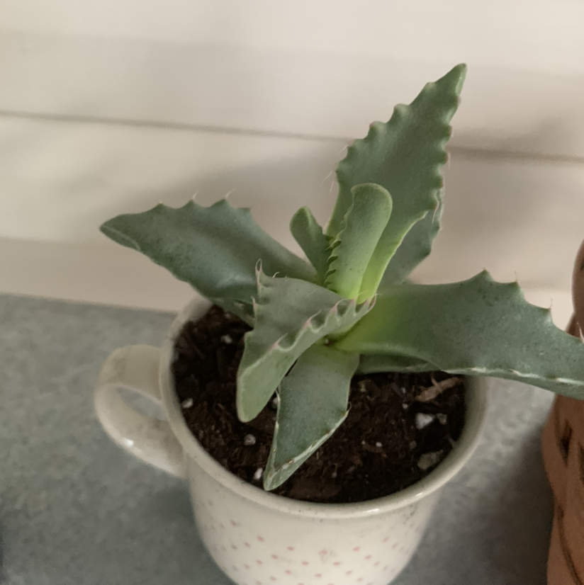 Tiger's Jaw plant in a small pot, healthy green leaves, visible soil.
