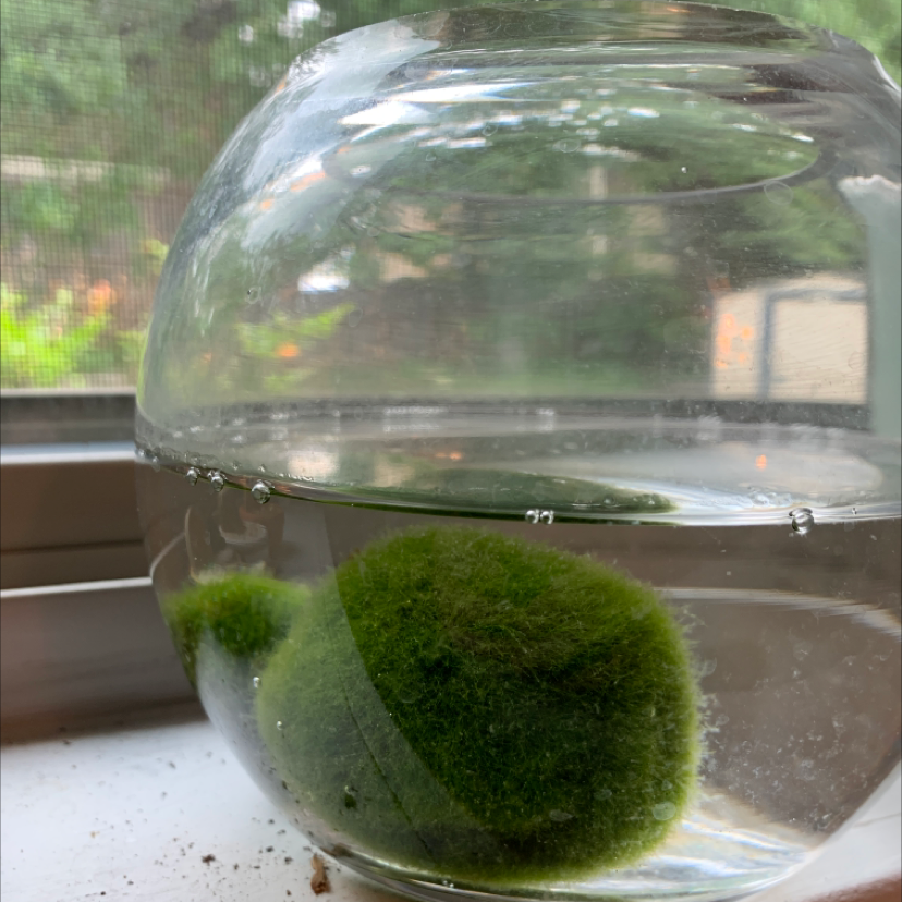 Marimo moss ball in a glass bowl filled with water, placed near a window.