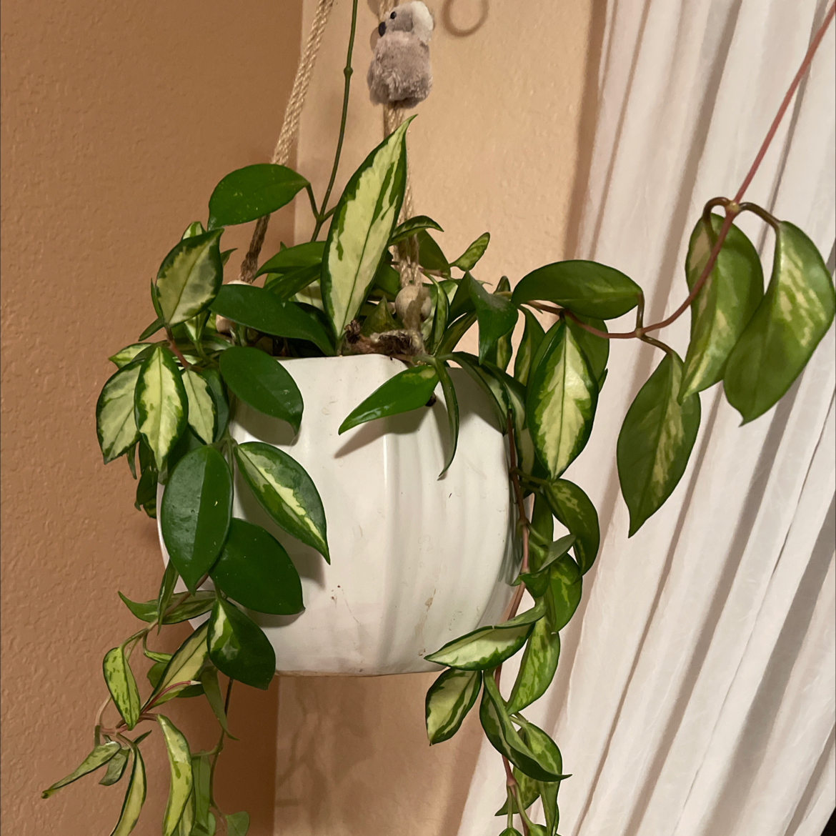Photo of the plant species Exotic Hoya by @plantsweetheart named Ivy on Greg, the plant care app