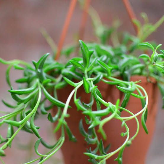 Photo of the plant species String of Dolphins by @HotSpeedwell named Sylvie on Greg, the plant care app