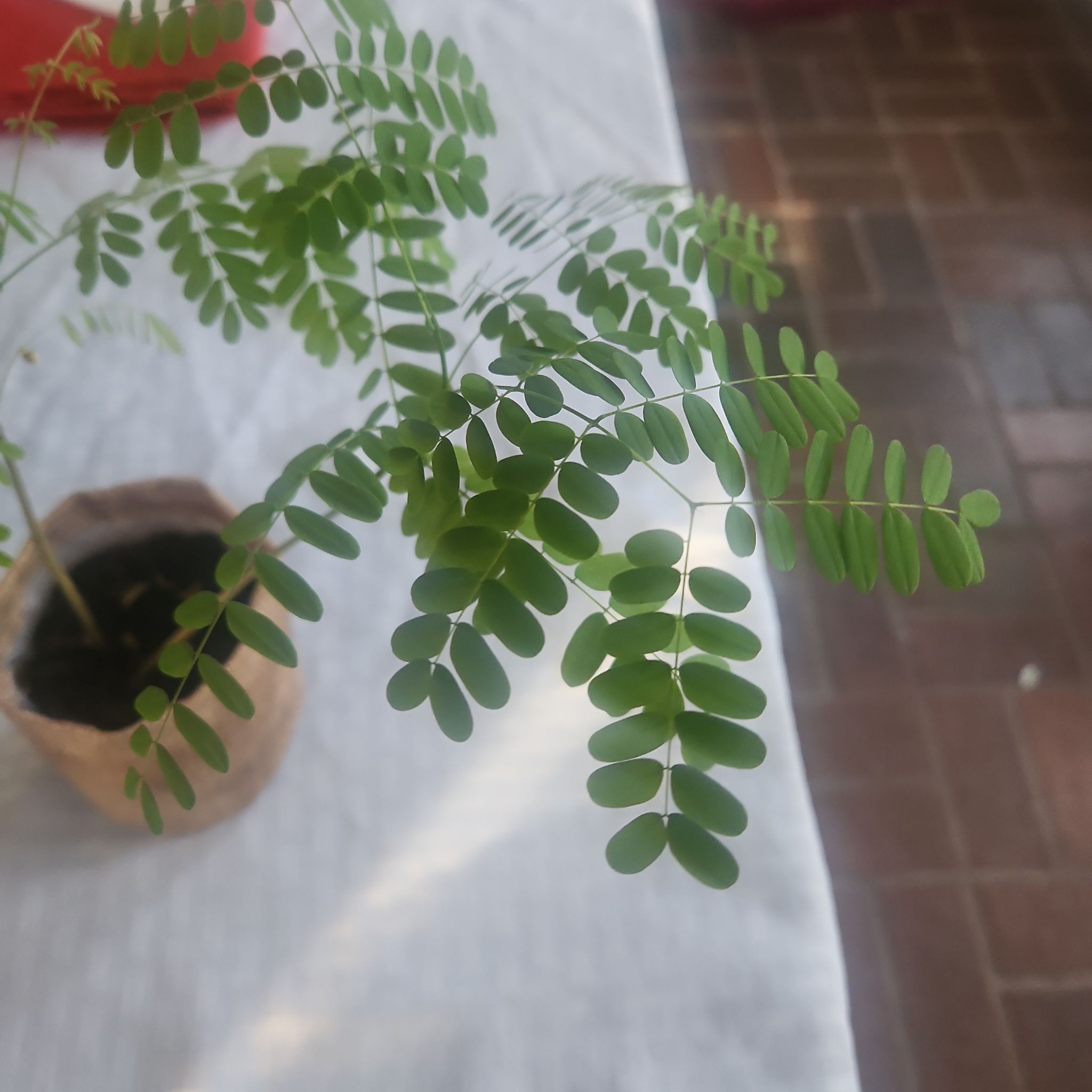 Young Dwarf Poinciana plant with green bipinnate leaves in a small pot.