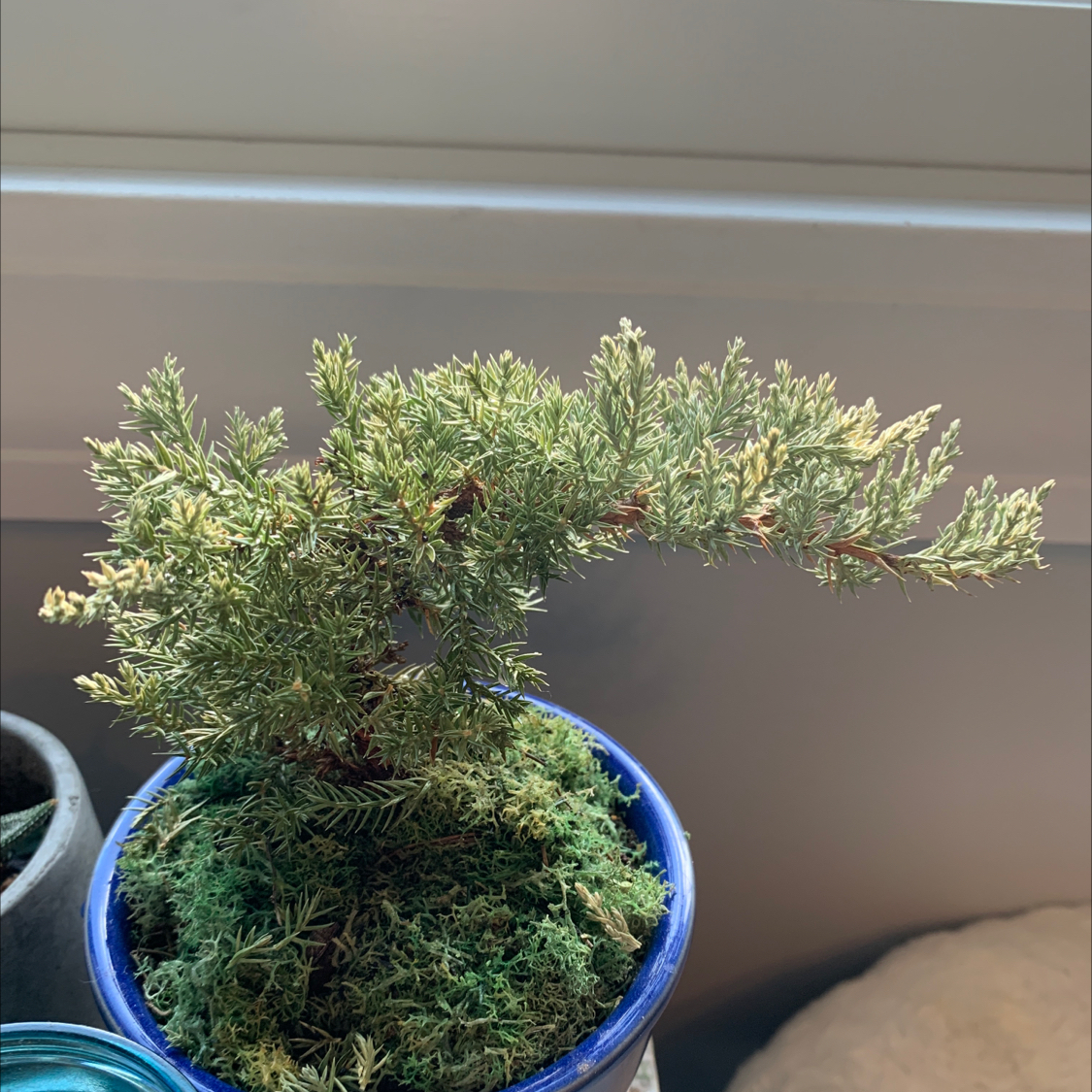 Blue Star Juniper plant photo by Charley named bonny on Greg, the plant care app.