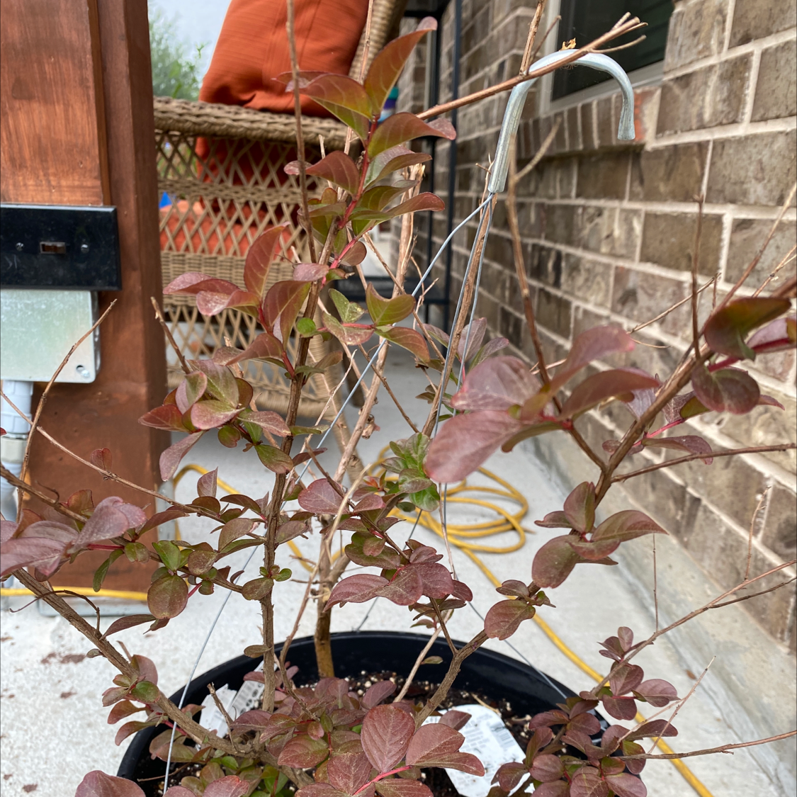 A potted Cape Myrtle plant with dark green leaves showing slight yellowing. A hand is visible gently holding a branch.