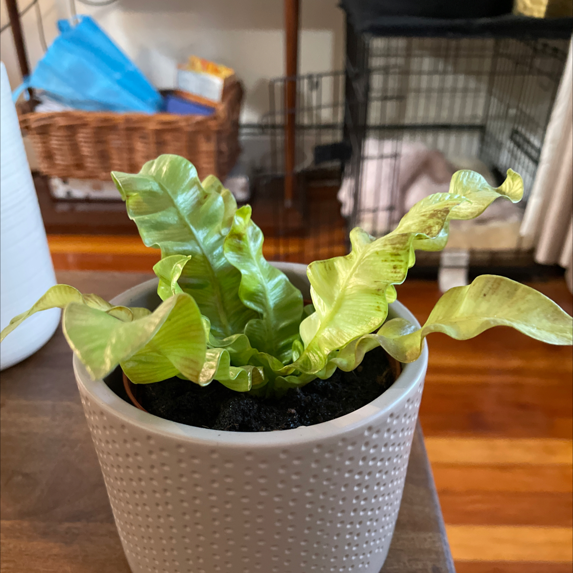 Hart's Tongue Fern in a white pot with some yellowing leaves, soil visible.
