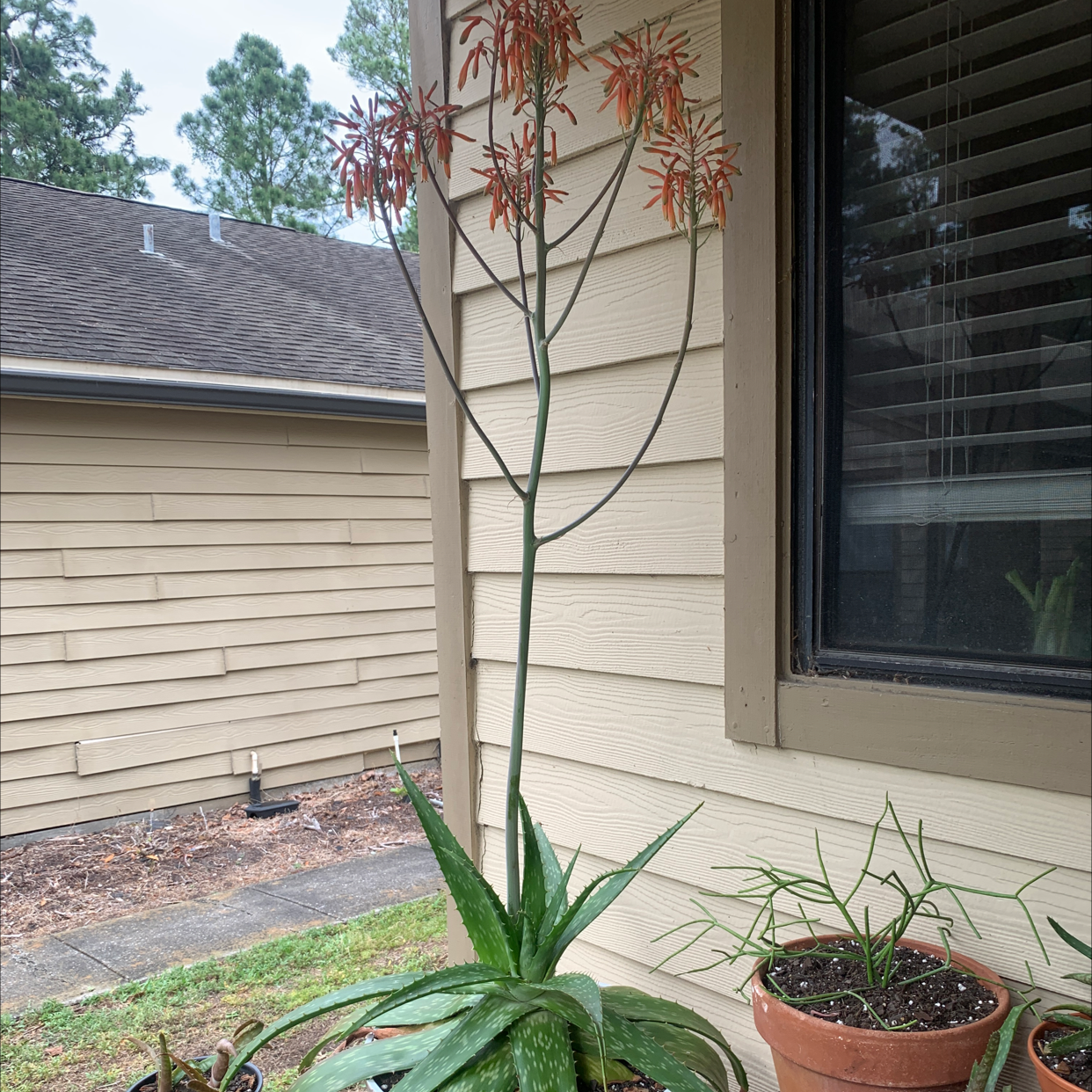 Broad-Leaved Aloe plant with tall flowering stalk and orange-red flowers in a pot.