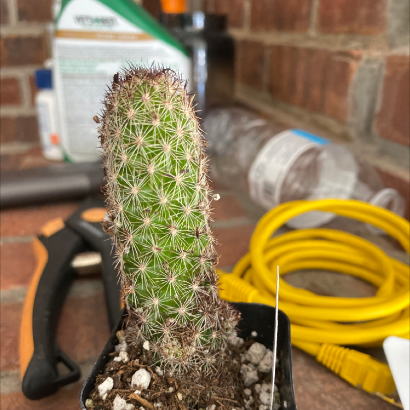 Photo of the plant species Mammillaria fraileana by @macOS named Netta’s Cacti I on Greg, the plant care app