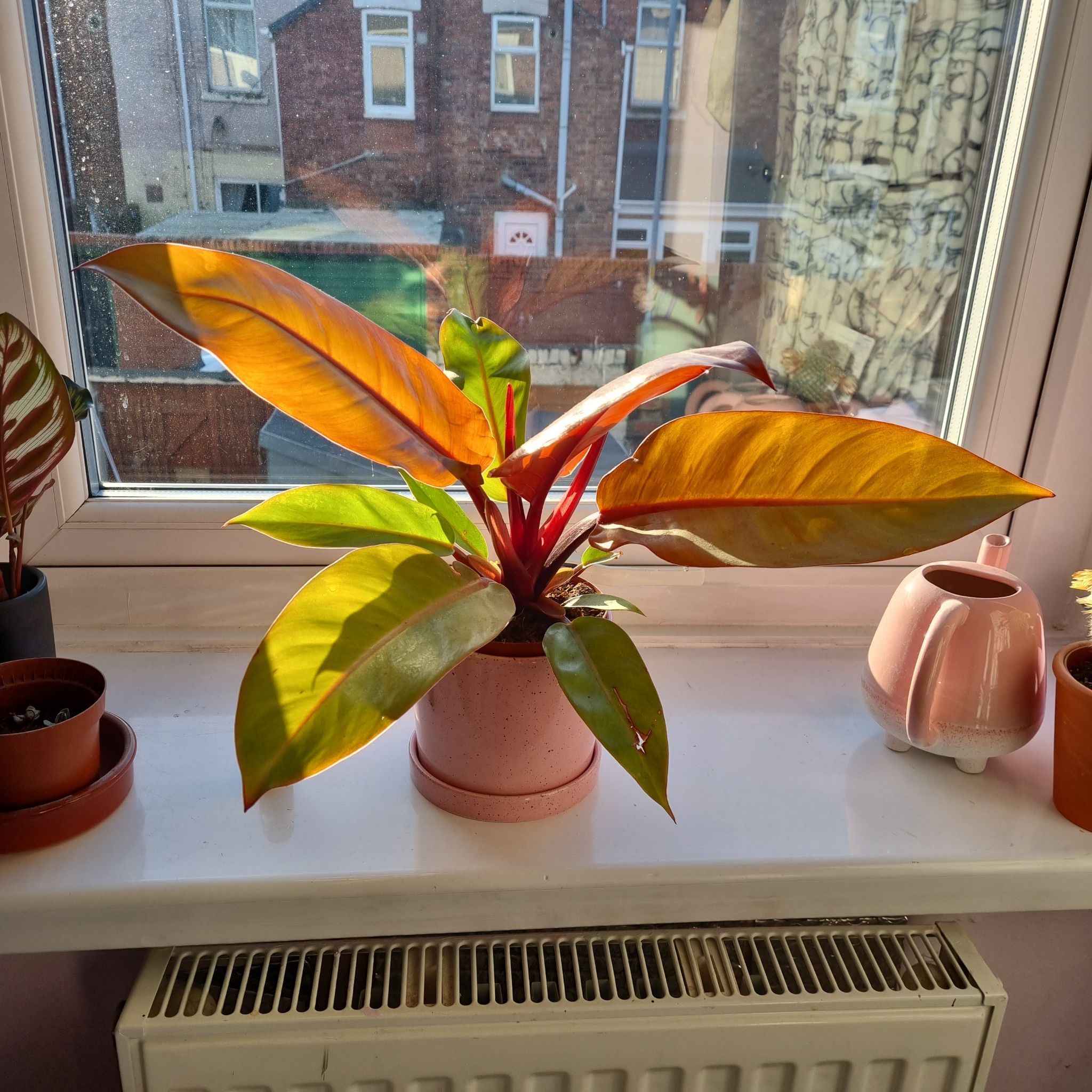 Photo of the plant species Philodendron Prince of Orange by @HallowedHautree named Prince of orange on Greg, the plant care app