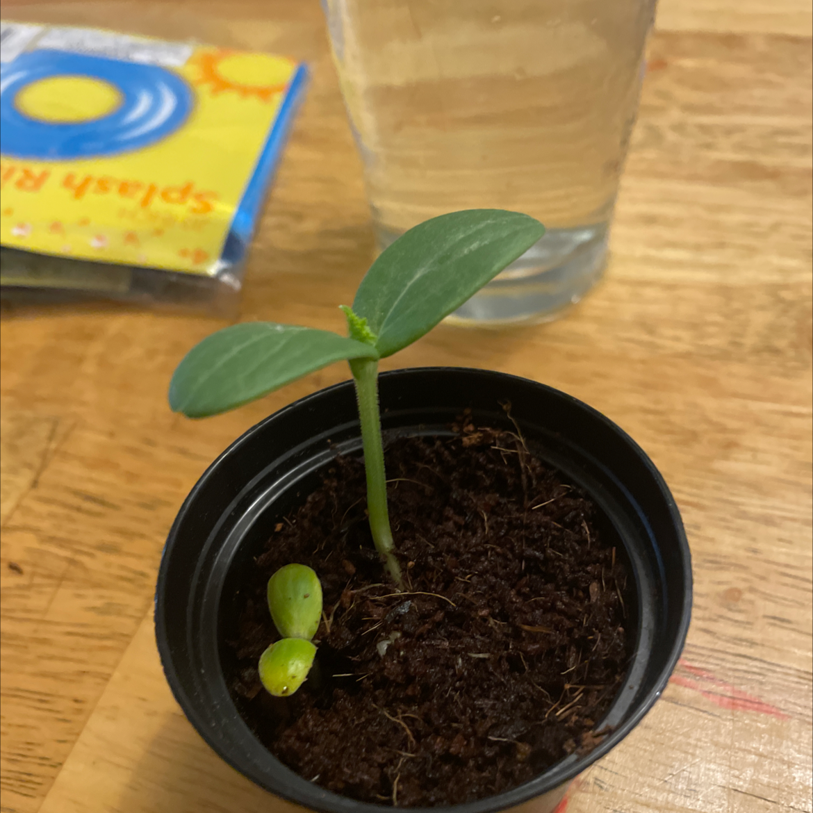 Young cucumber plant in a small pot with healthy green leaves and visible soil.