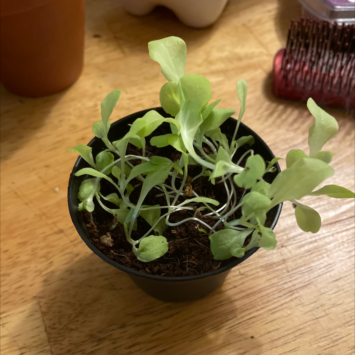 Healthy young lettuce seedlings growing in a small black plastic pot on a wooden surface.
