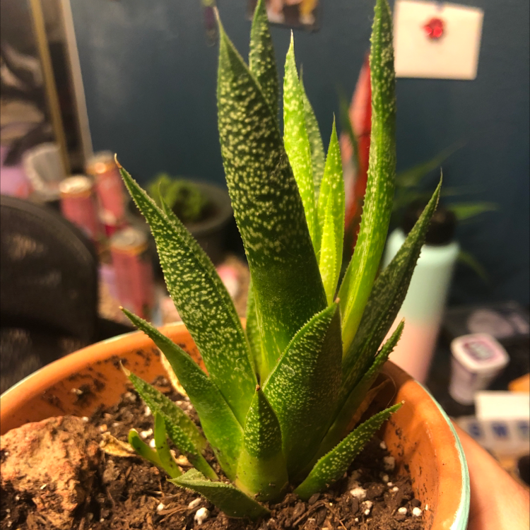 Bredasdorp Gasteria plant in a small pot with visible soil, healthy green leaves.
