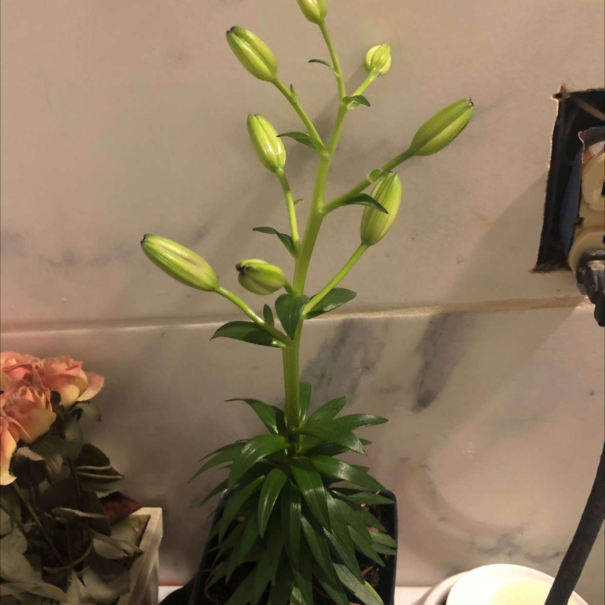 Photo of the plant species Imperial Fritillary by Jesus named Lily on Greg, the plant care app