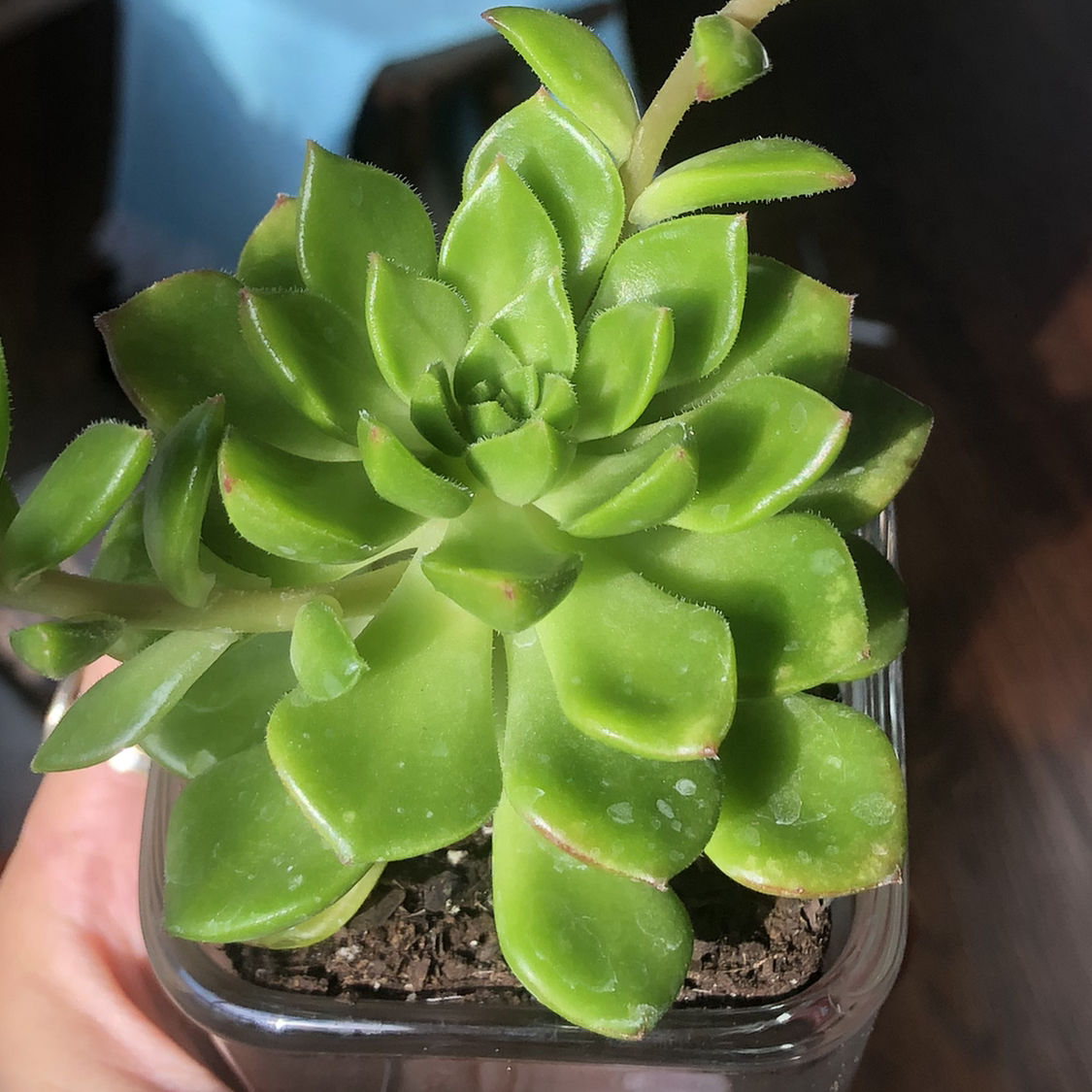 Healthy Sedeveria 'Letizia' plant with vibrant green leaves in a pot.