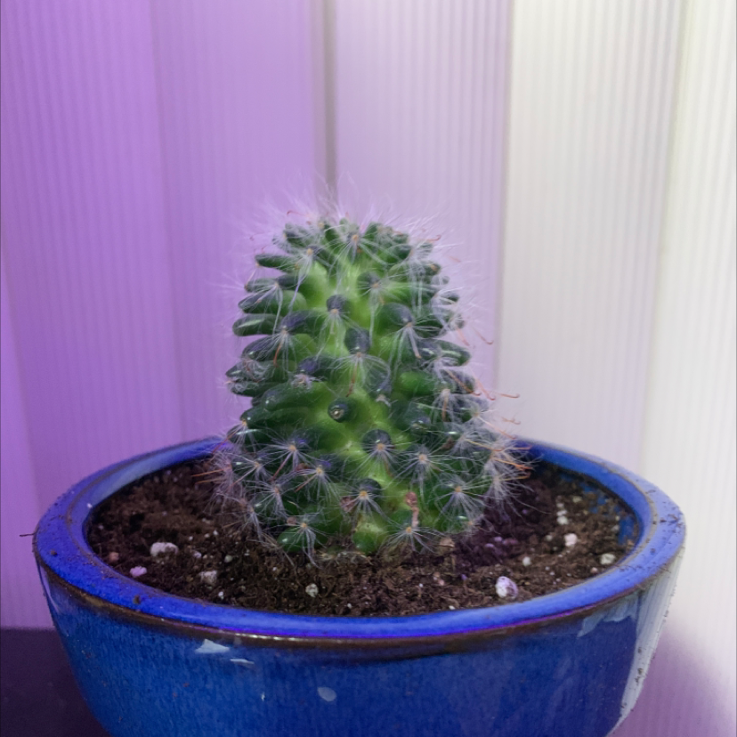 Powder Puff Cactus in a blue pot with visible soil.