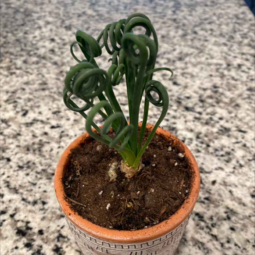 Potted Frizzle Sizzle plant with curly leaves in a terracotta pot.