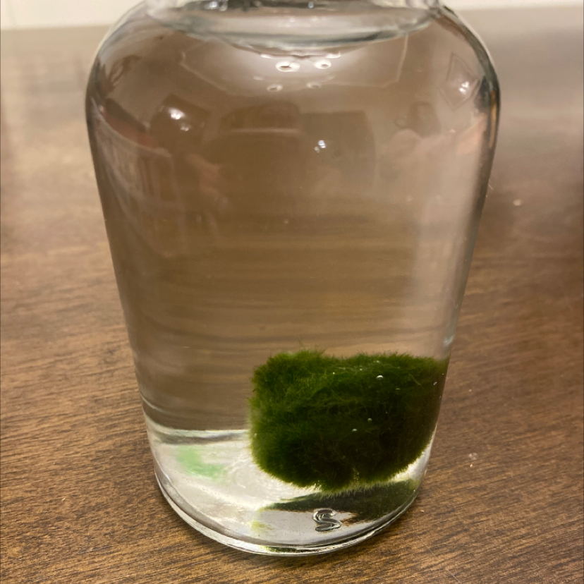 Marimo moss ball submerged in water within a glass container.
