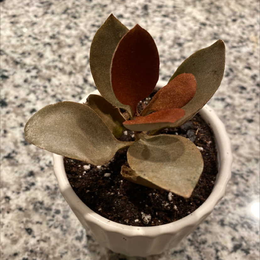 Potted Copper Spoons plant with thick, spoon-shaped leaves on a granite surface.