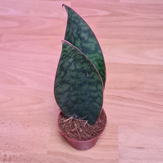 Whale Fin Snake Plant plant in Berlin, Germany