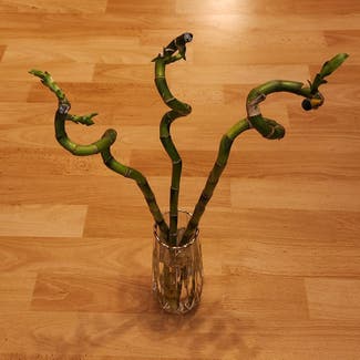 Lucky Bamboo plant in Berlin, Germany