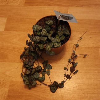String of Hearts plant in Berlin, Germany