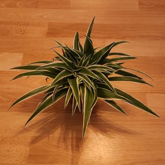 Spider Plant plant in Berlin, Germany