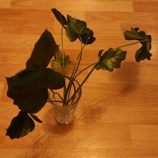 Split Leaf Philodendron plant in Berlin, Germany