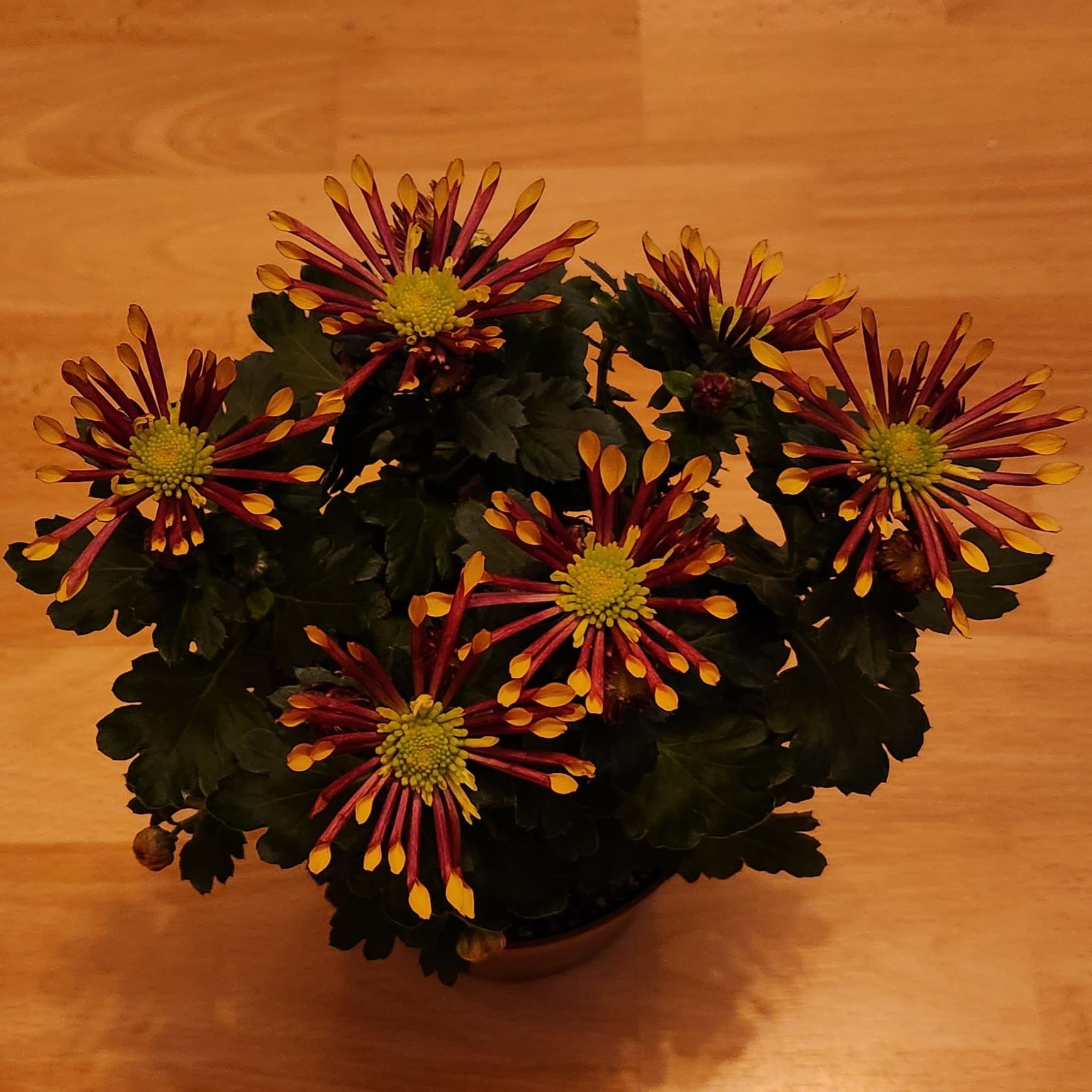 Chrysanthemum plant with red and yellow flowers and dark green leaves.