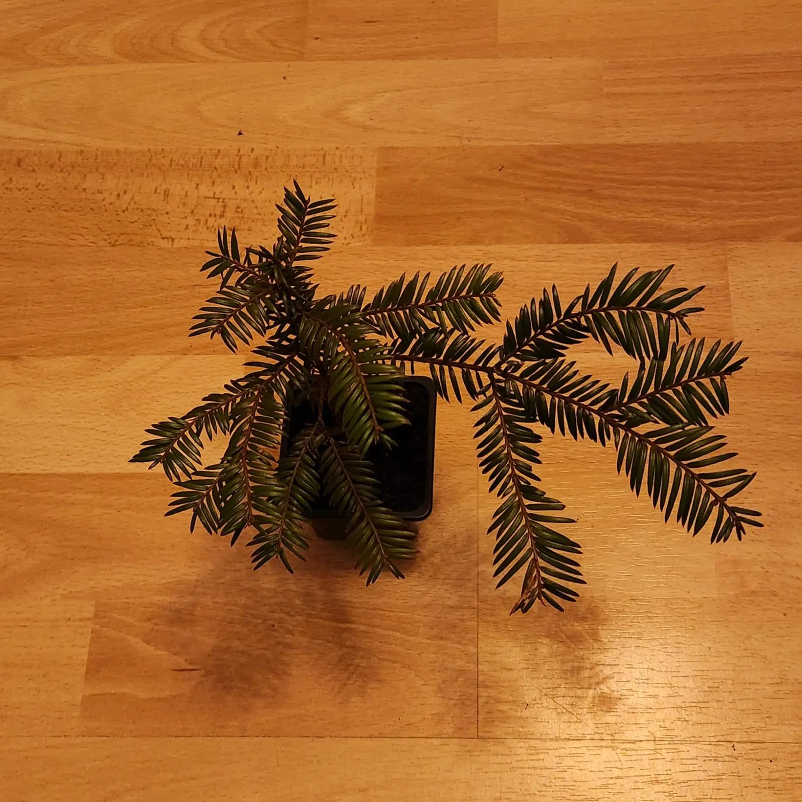 A small Bald Cypress plant in a pot with green leaves.