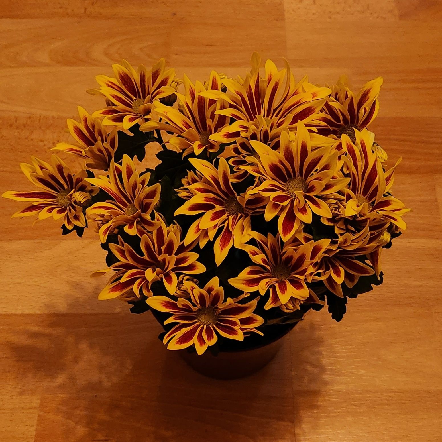 A healthy potted Treasureflower with vibrant yellow and red flowers.