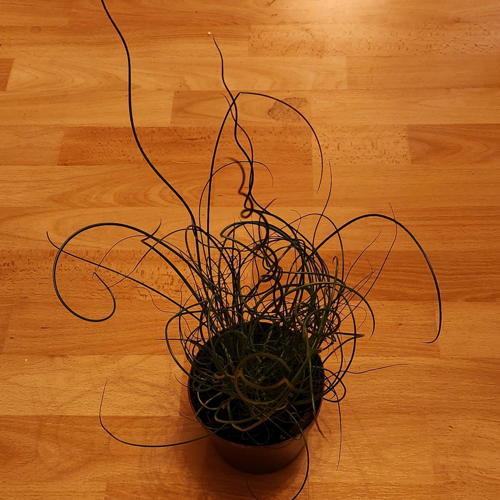 Why Are There Black Spots on My Corkscrew Rush Leaves?