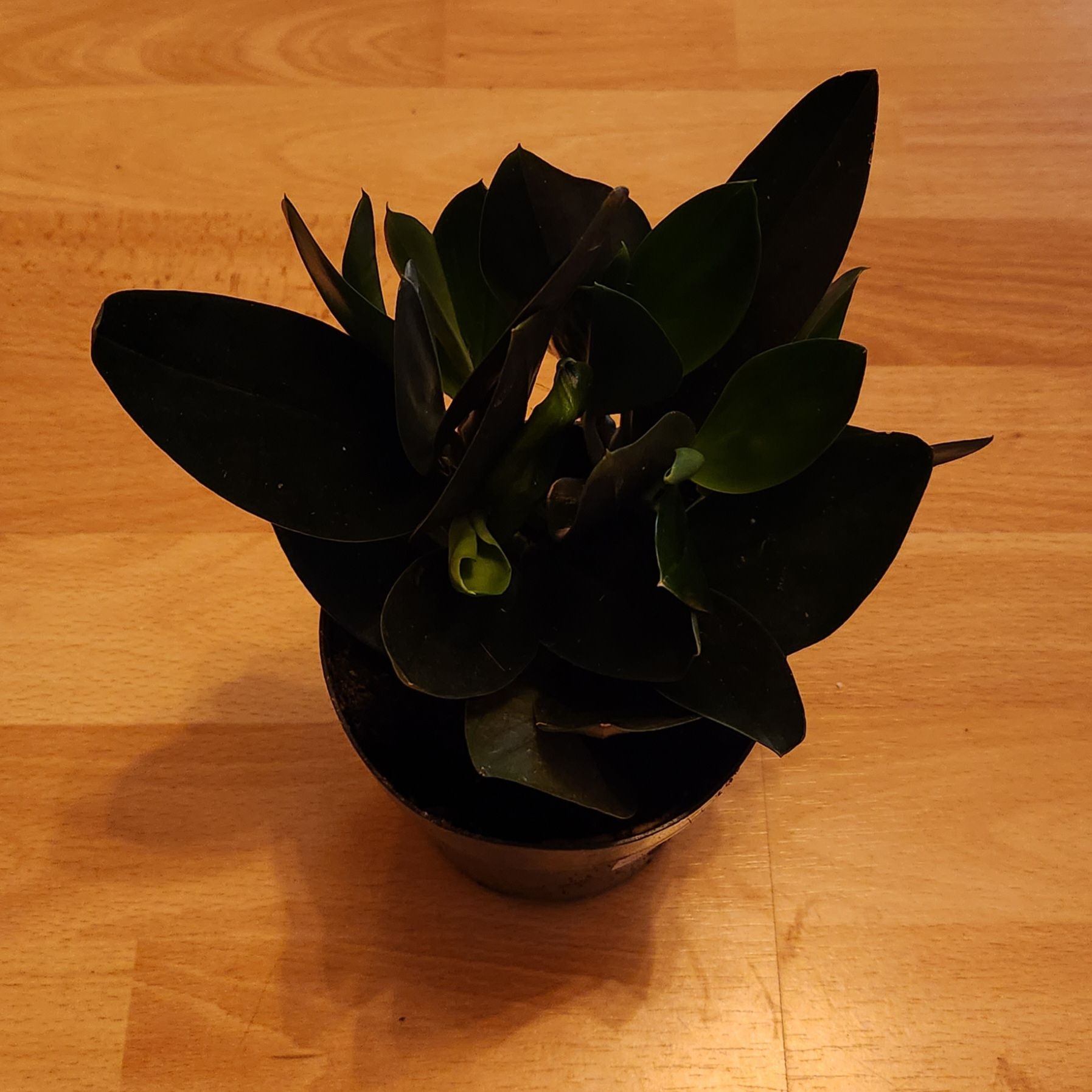 Potted Scindapsus treubii 'Dark Form' plant with dark green leaves on a wooden surface.