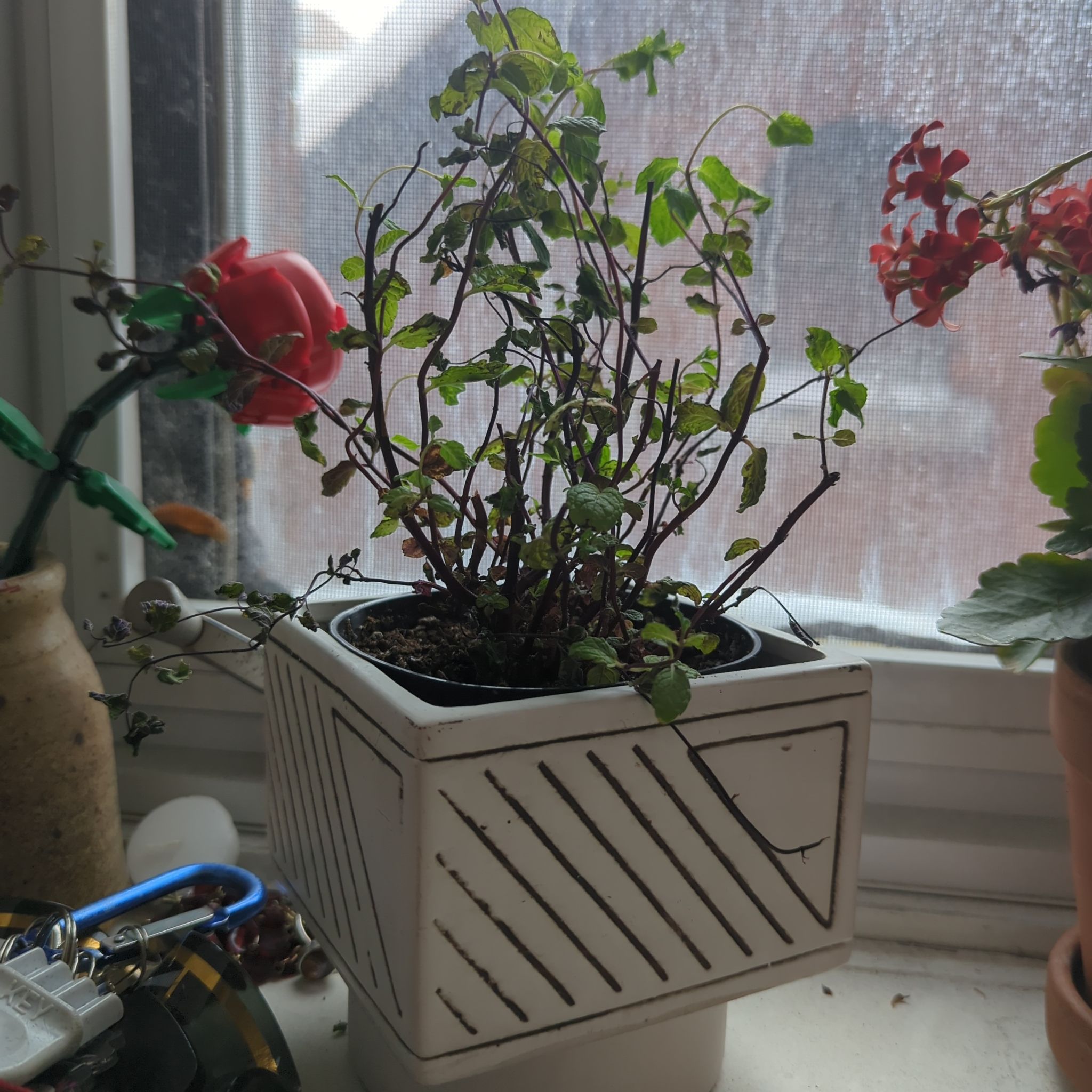 Mojito Mint plant in a white pot on a windowsill with sparse foliage and visible soil.