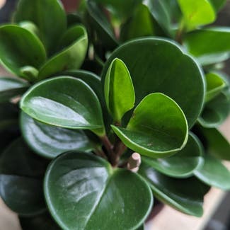 Peperomia obtipan plant in London, England