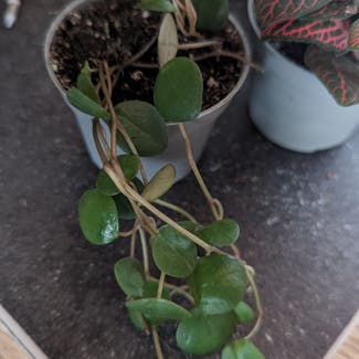 Peperomia 'Pepperspot' plant in London, England