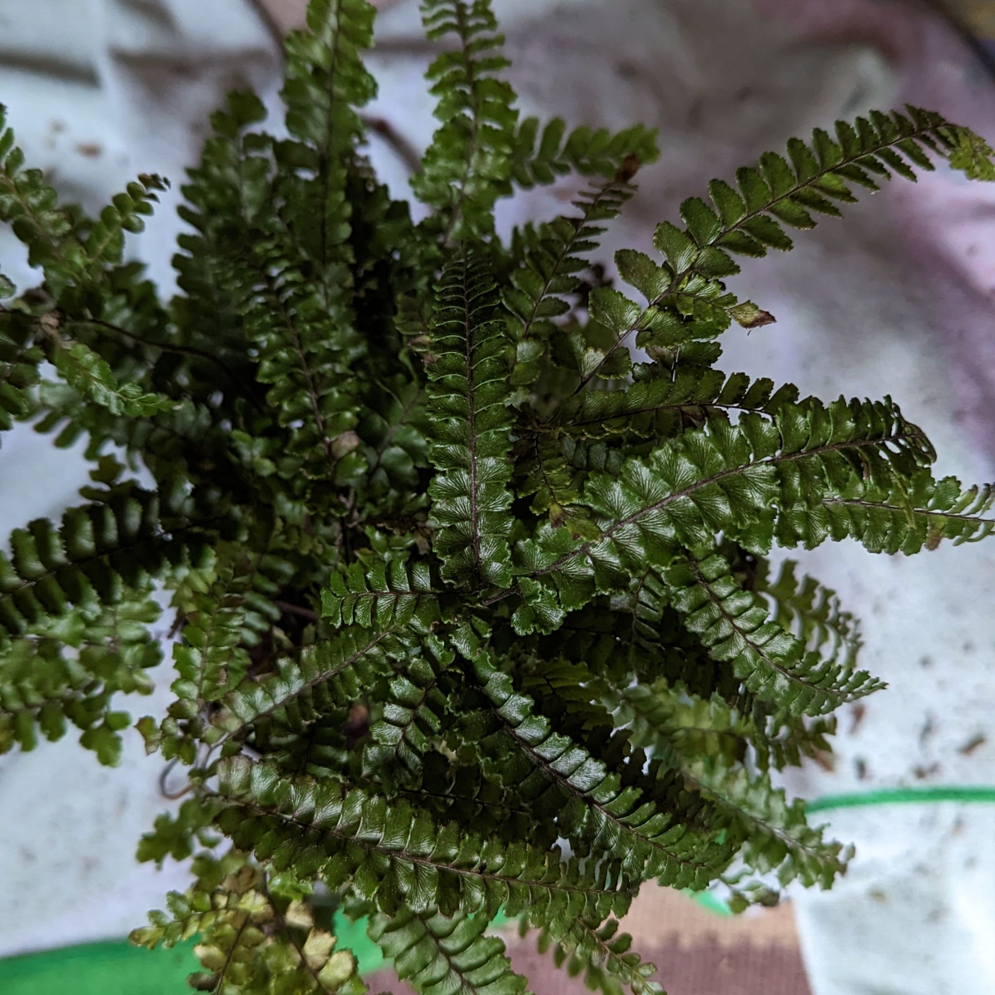 Image of a Rough Maidenhair Fern with healthy green fronds.