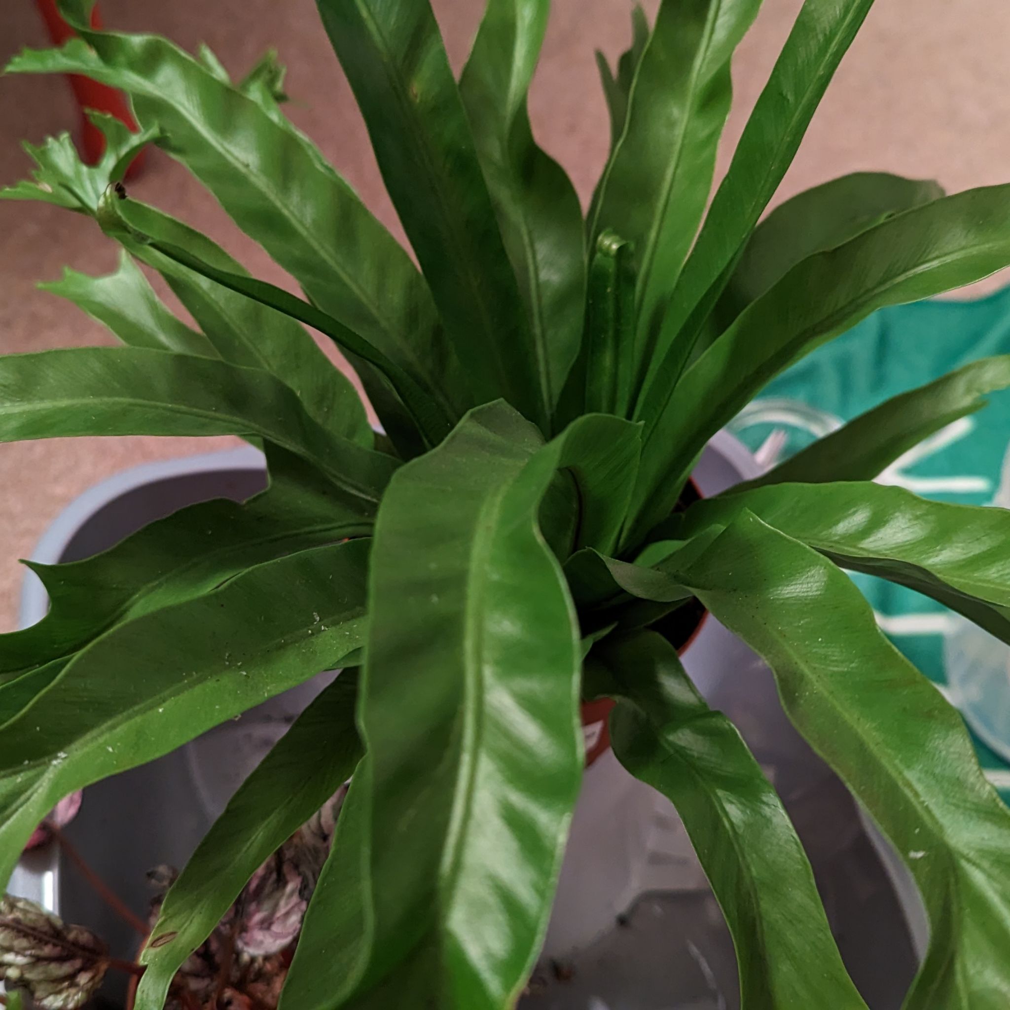 Healthy Chrissy Fern with long, wavy green leaves in a pot.