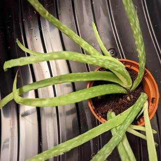 Aloe Vera plant in London, England