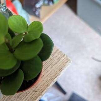 Peperomia 'Hope' plant in London, England