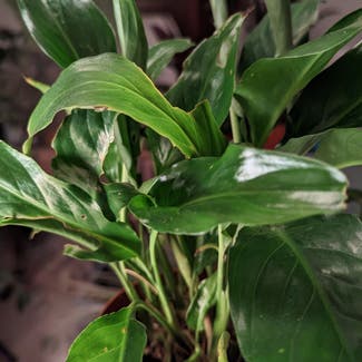 Peace Lily plant in London, England