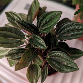 Peperomia 'Rosso' plant in London, England
