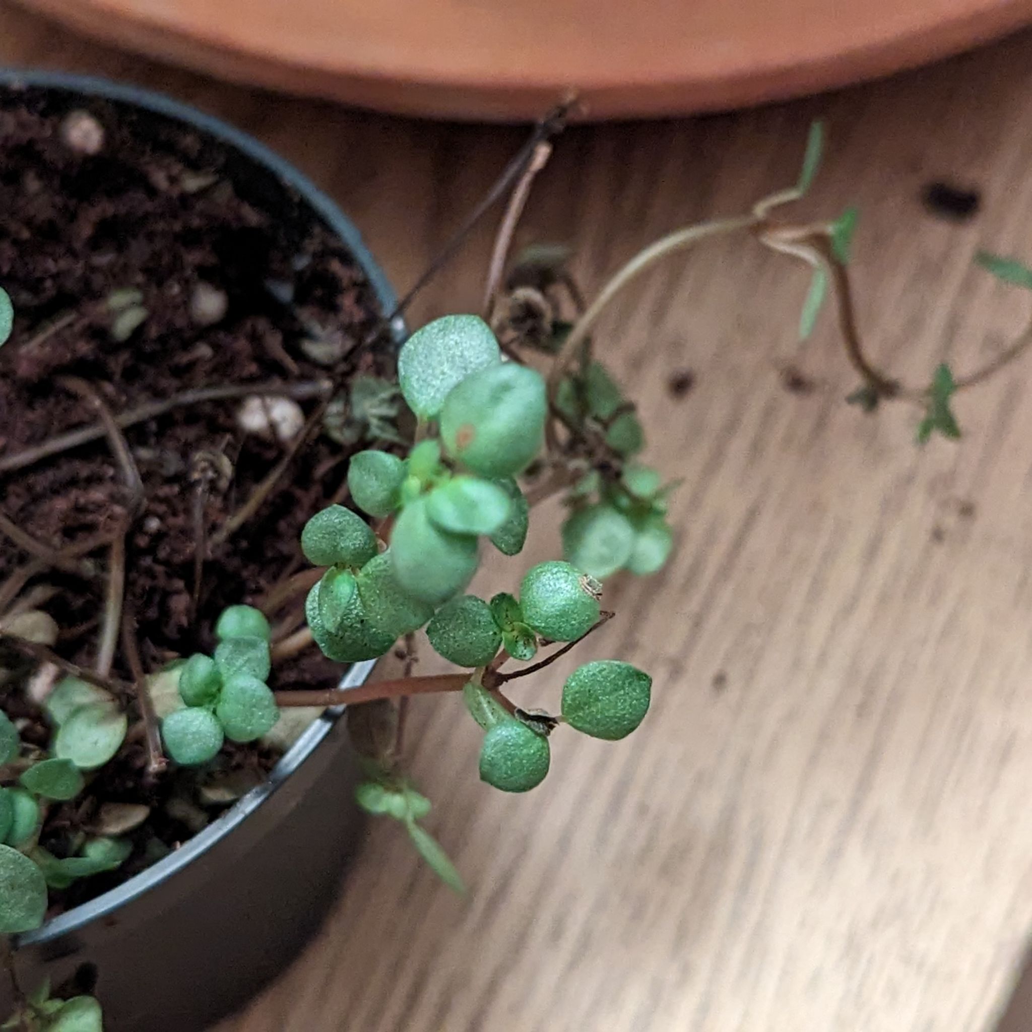Potted Silver Spa plant with round green leaves and visible soil.