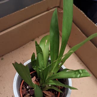 None plant in London, England