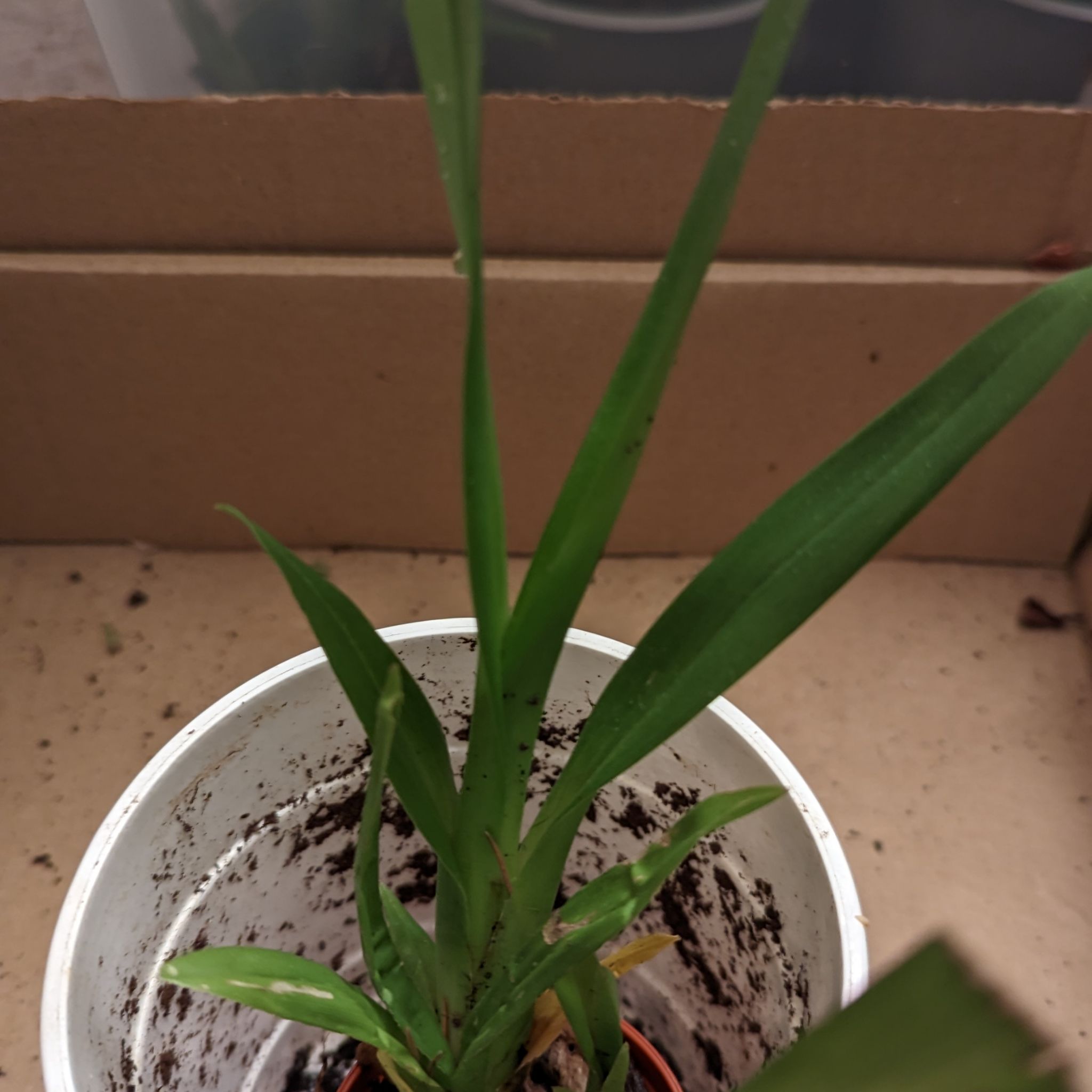 Photo of the plant species Burrageara 'Nelly Isler' by @LuxuryMint named Orchid Nelly Isler 13 Tesco 2020 R on Greg, the plant care app