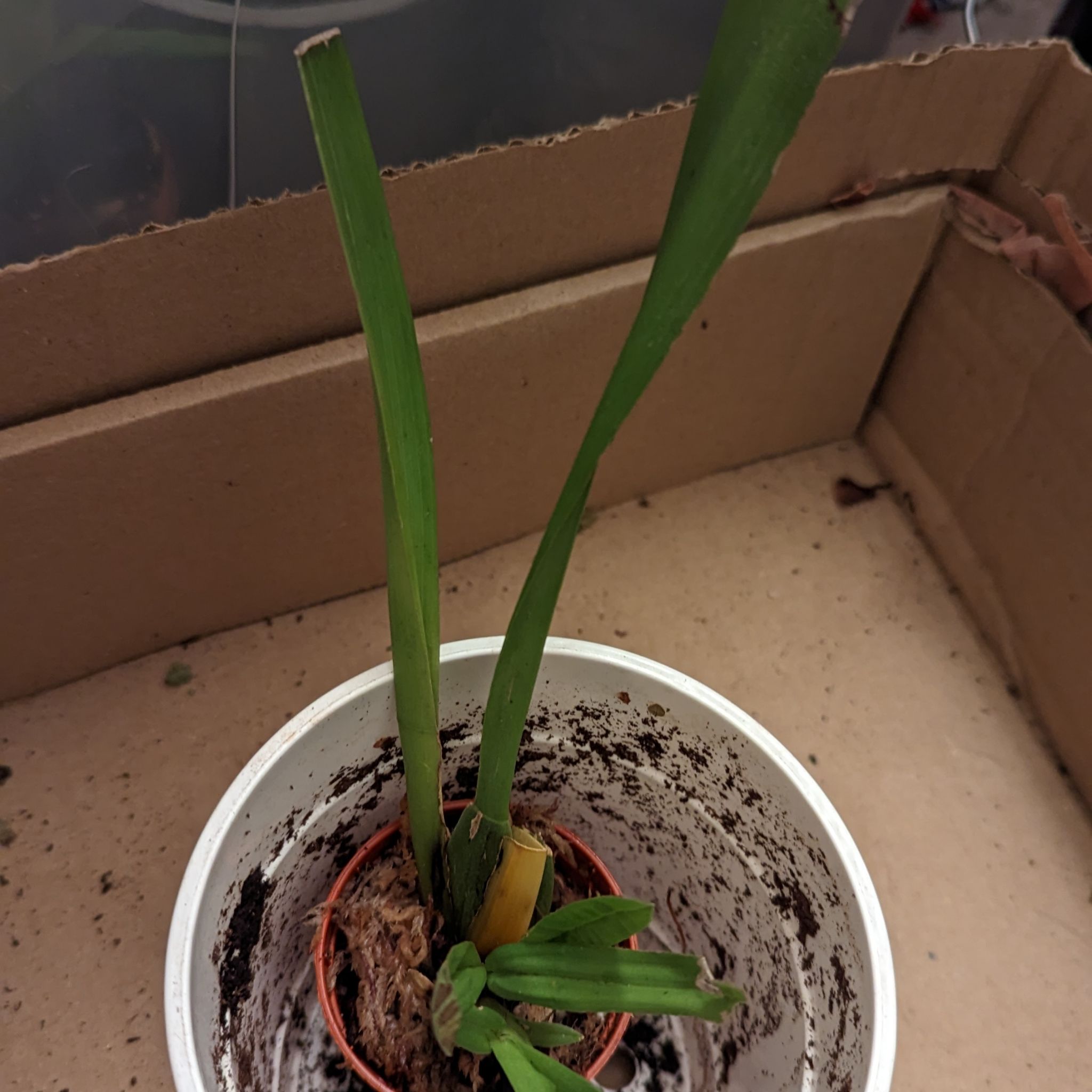 Plant care for Burrageara 'Dark Goddess Everglades' on Greg, the plant care app