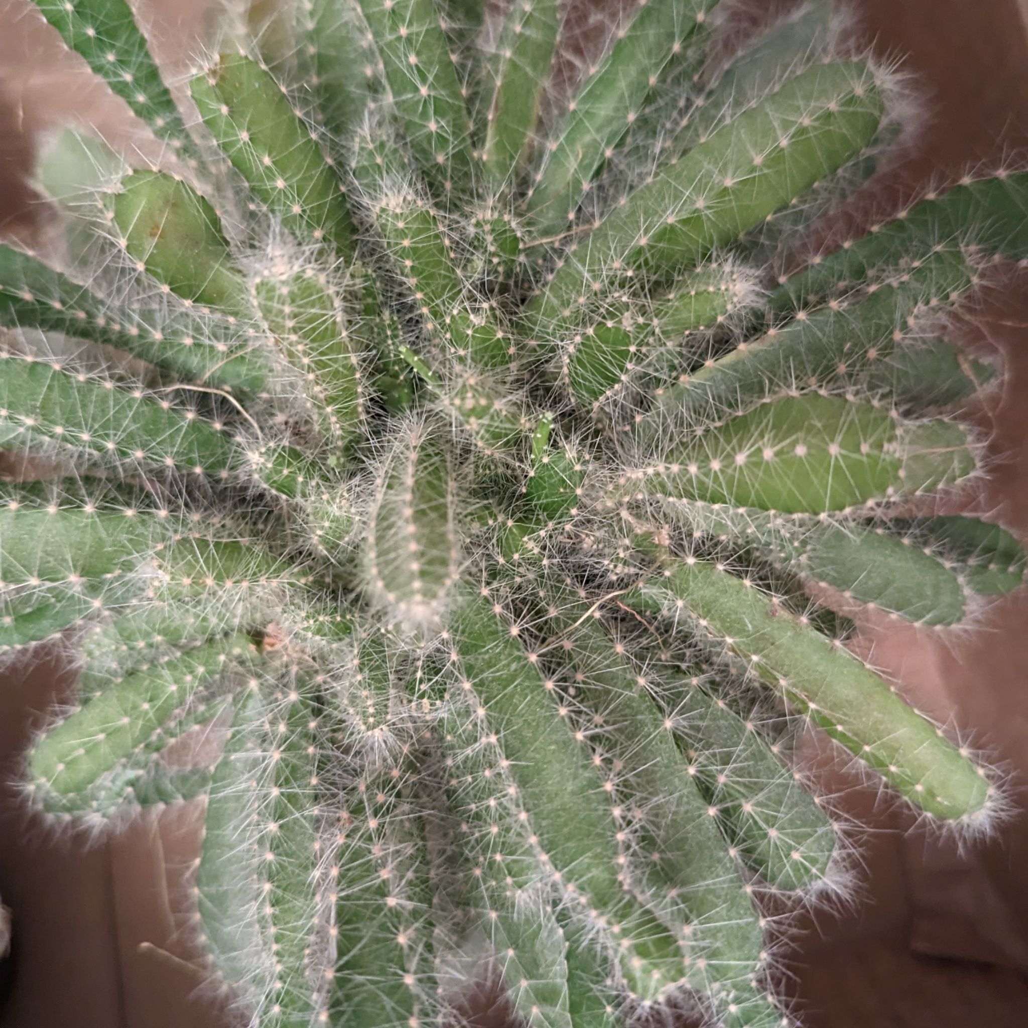 Succulent Cactus Deamia testudo Kirsten