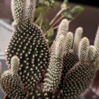 Bunny Ears Cactus plant in London, England