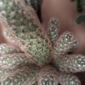 Lady Finger Cactus plant in London, England