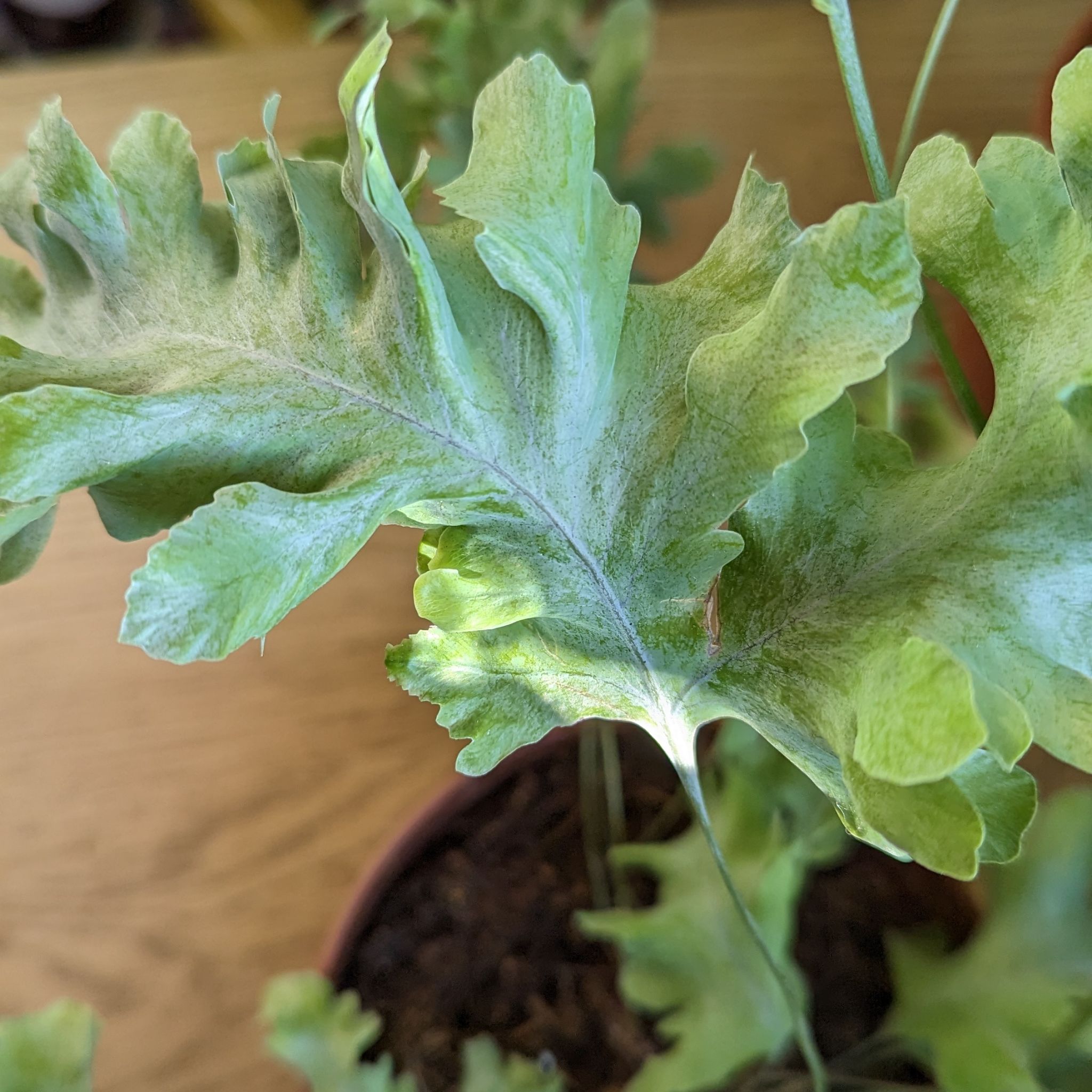 Close-up of a Phlebodium 'Davana' leaf with visible yellowing and browning.